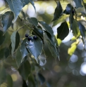 Cinnamomum CMBJP1773