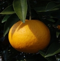 Citrus natsudaidai JP4893