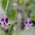 Clematis dasyandra CBCH181