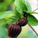 Clematis fusca