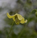 Clematis glauca