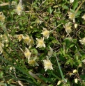 Clematis gratopsis
