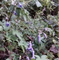 Clematis heracleifolia (Beijing form)