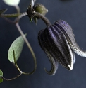 Clematis ianthina