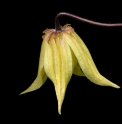 Clematis koreana