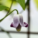 Clematis lasiandra