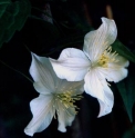 Clematis montana (Mont Maiji)