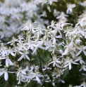 Clematis paniculata