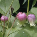 Clematis pitcheri