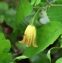 Clematis pogonandra CH7502