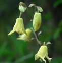 Clematis rehderiana CBCH626