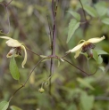 Clematis serratifolia 