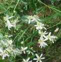 Clematis songarica KZ5252