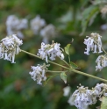 Clematis speciosa CMBJP1902