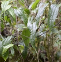 Clematis tashiroi