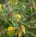 Clematis tibetana (Ghyaru)