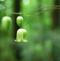 Clematis tosaensis