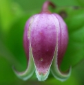 Clematis viorna