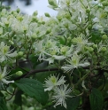 Clematis virginiana