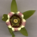 Codonopsis lanceolata