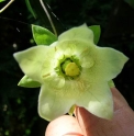 Codonopsis tangshen