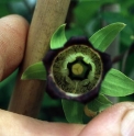 Codonopsis ussuriensis