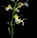 Collinsonia canadensis US5115