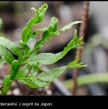 Coniogramme japonica 'Crispa'