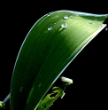 Convallaria keiskei 'Shiro Fukurin fu'