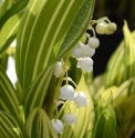 Convallaria majalis 'Variegata'