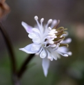 Coptis japonica var.dissecta 