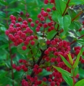 Coriaria japonica