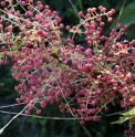 Coriaria sinica