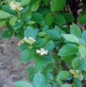 Cornus bretschneideri 