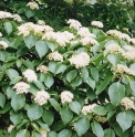 Cornus controversa