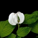 Cornus florida 'Cloud Nine'