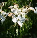 Cornus kousa 'Tsukuba no Mine'