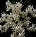 Cornus macrophylla 