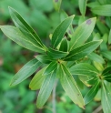 Cornus quinquenervis