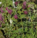 Corydalis anthriscifolia