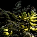 Corydalis cheilanthifolia