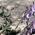 Corydalis linstowiana CBCH366