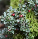 Cotoneaster cashmiriensis