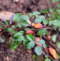 Cotoneaster gracilis CH4237