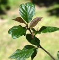Cotoneaster hummelii