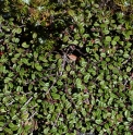 Cotoneaster morrisonensis CMBTW1723