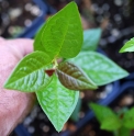 Cotoneaster ogisui