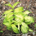 Disporum sessile 'Cricket'