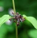 Cynanchum grandiflorum var.nikoense CMBJP2107