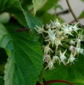 Cynanchum szechuanense CBCH433 